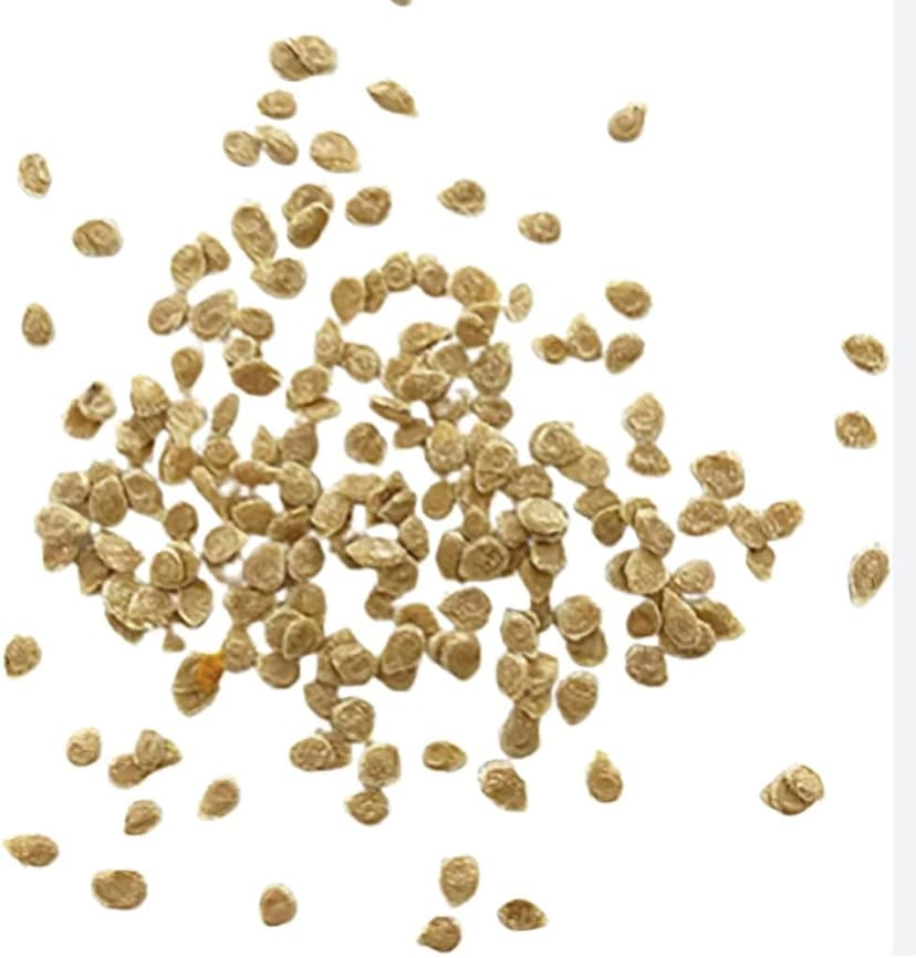 Large Package of Moneymaker Tomato Seeds - Large Tomato - One of The Most Delicious Tomatoes for Home Growing, Non GMO