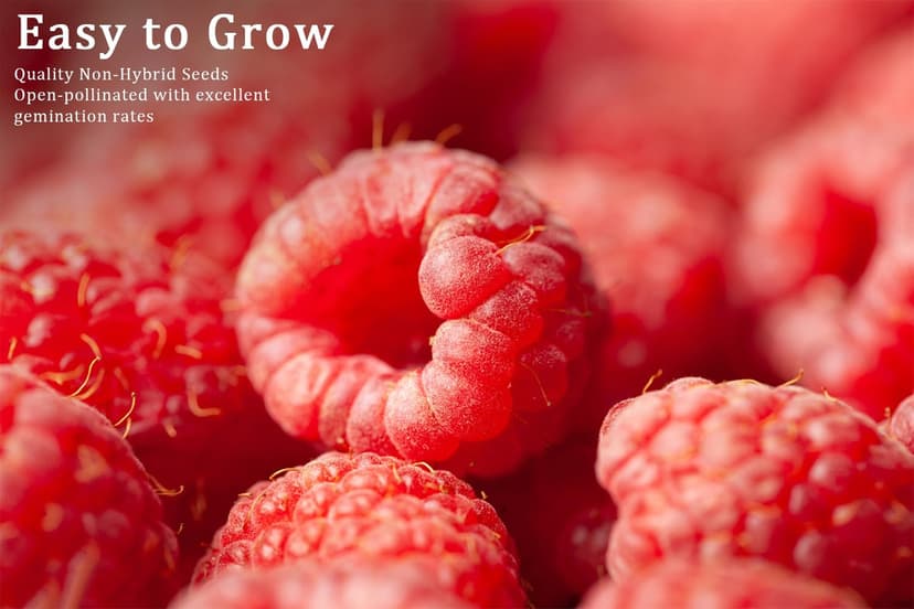 Mix Fruit Seeds 1100+ Berry Seeds for Planting Strawberry Raspberry Mulberry Blueberry Elderberry Cherry - 6 Varieties Individually Packaged Non-GMO for Home Garden