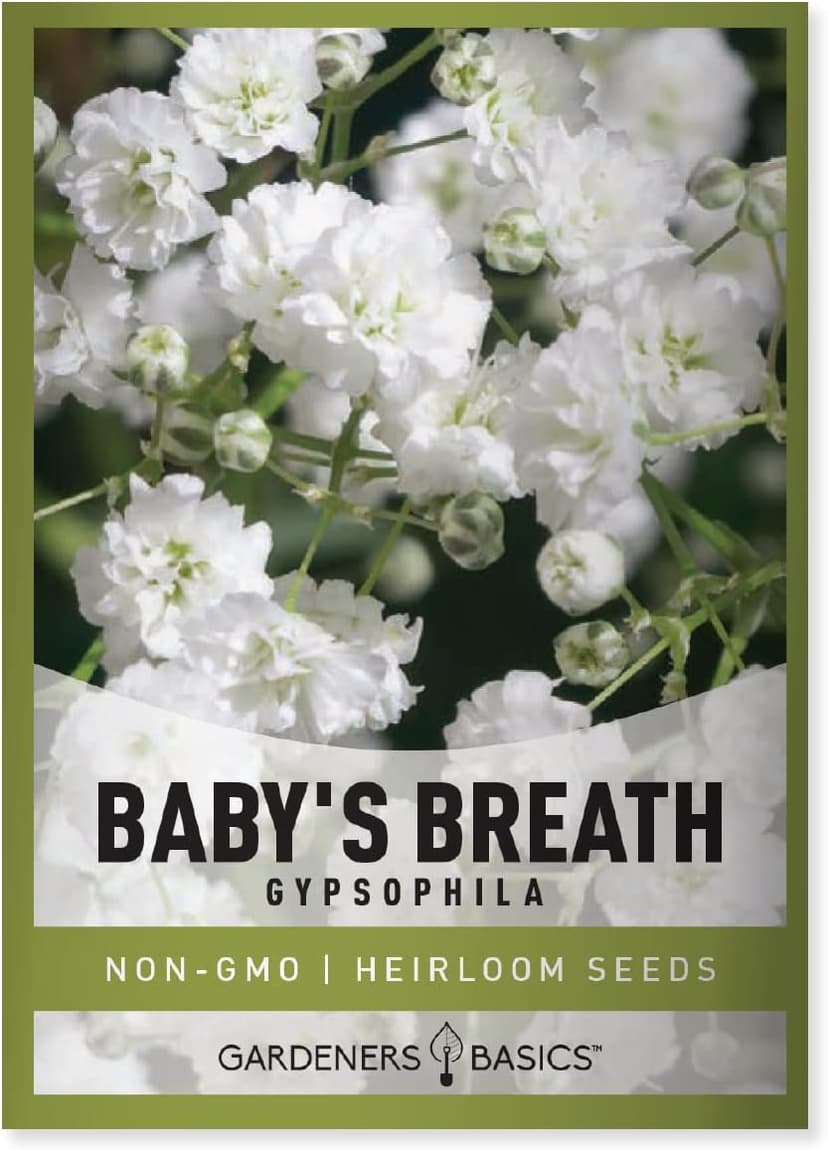 Gardeners Basics, Baby's Breath Seeds for Planting Gpsophila - Beautiful Annual Cut Flower for Flower Arrangements and Beautiful in Flower Beds in Summer Gardens Too