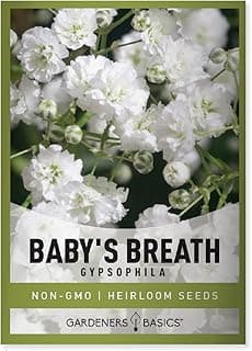 Gardeners Basics, Baby's Breath Seeds for Planting Gpsophila - Beautiful Annual Cut Flower for Flower Arrangements and Beautiful in Flower Beds in Summer Gardens Too