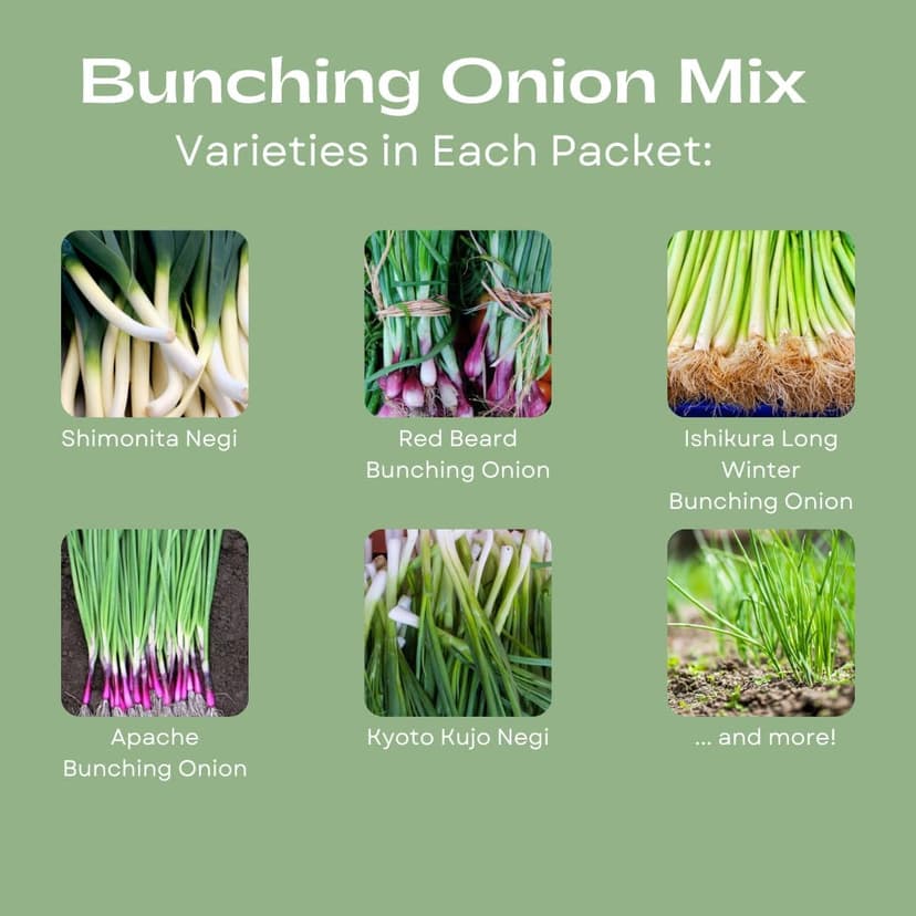 “Bunching Onion Mix” Bunching Onion Seeds – Fast-Growing Bunching Onions – Red, Long White, and Standard Green Onions in Each Pack - Harvest in 50 Days | USA Grown Heirloom Seeds By Liliana's Garden |