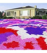 20000+ Mixed Creeping Thyme Seeds, Thymus Ground Cover Plant Seed for Outdoor Lawns Landscaping, Magic Red Purple Blue Carpet Seed for Planting, Perennial Flower for Garden Road - Non GMO Heirloom