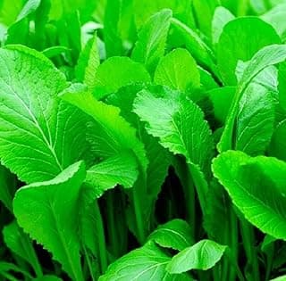 1500 Florida Broadleaf Mustard Seeds for Planting | Fast Growing | Heat and Cold Tolerant | Non-GMO | Heirloom Garden Seed - Cải bẹ xanh - Small GAI Choi