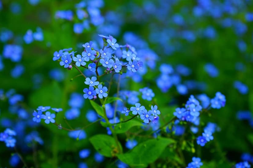 UtopiaSeeds Forget Me Not Seeds - Approximately 5000 Seeds - Shade Tolerant Ground Cover