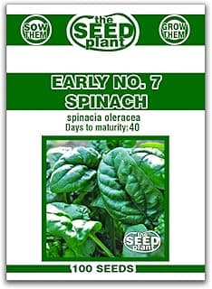 Early No. 7 Spinach Seeds - 100 Seeds Non-GMO