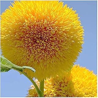 Teddy Bear Sunflower Seeds – 30+ Giant, Fluffy Blooms – Heirloom Flower Seeds for Outdoor Planting – Grows Up to 7’ Tall in Full Sun - Grown in The USA