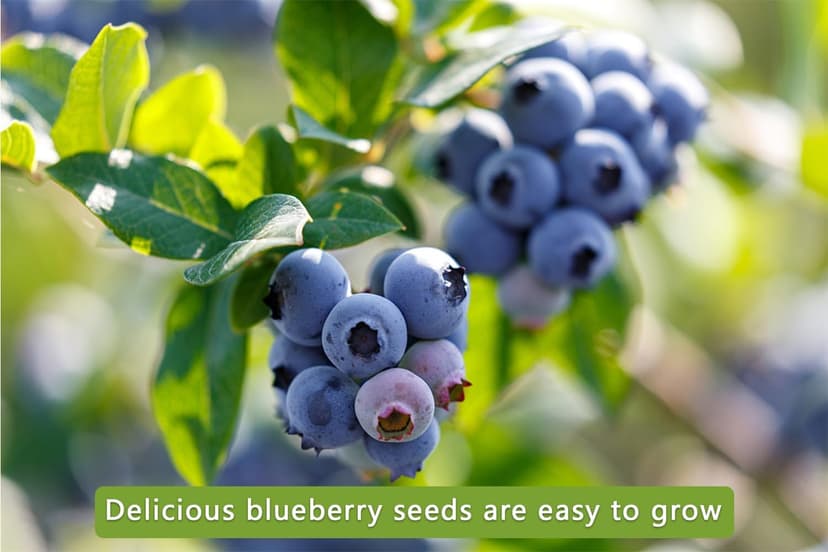 Mix Fruit Seeds 1100+ Berry Seeds for Planting Strawberry Raspberry Mulberry Blueberry Elderberry Cherry - 6 Varieties Individually Packaged Non-GMO for Home Garden