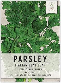 Seed Needs, Italian Flat Leaf Parsley Seeds - 600 Heirloom Seeds for Planting Petroselinum crispum - Non-GMO & Untreated Culinary Herbs for an Indoor / Outdoor Garden (1 Pack)