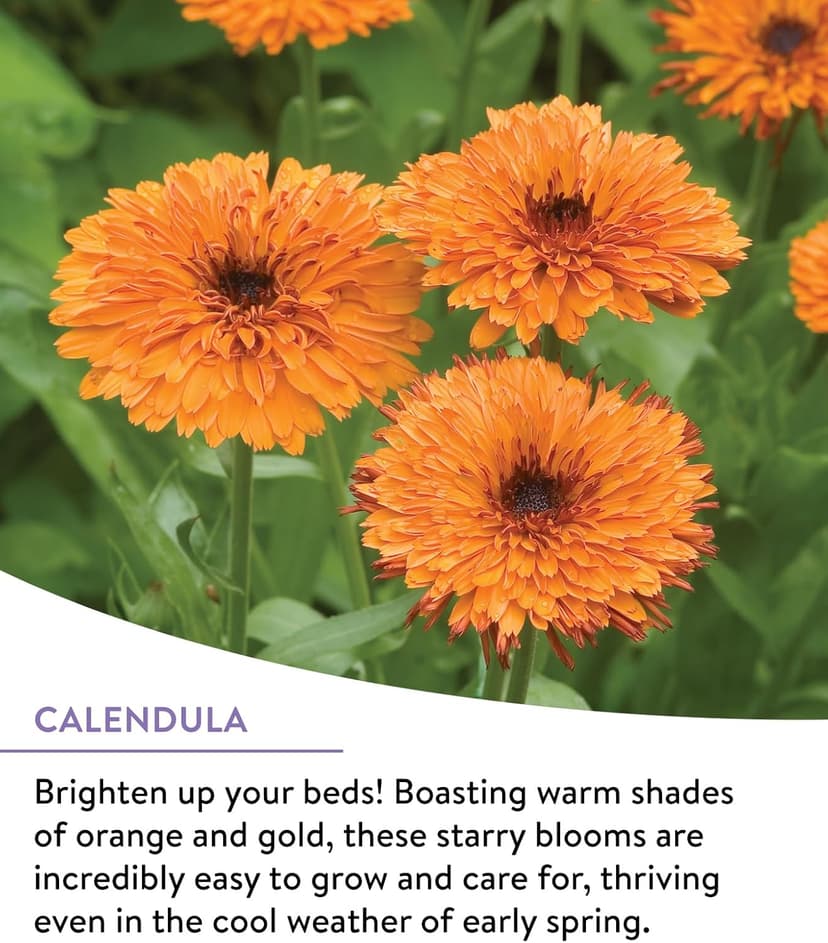 Burpee Wildflower 25,000 Bulk, 1 Bag | 18 Varieties of Non-GMO Flower Seeds Pollinator Garden, Perennial Mix