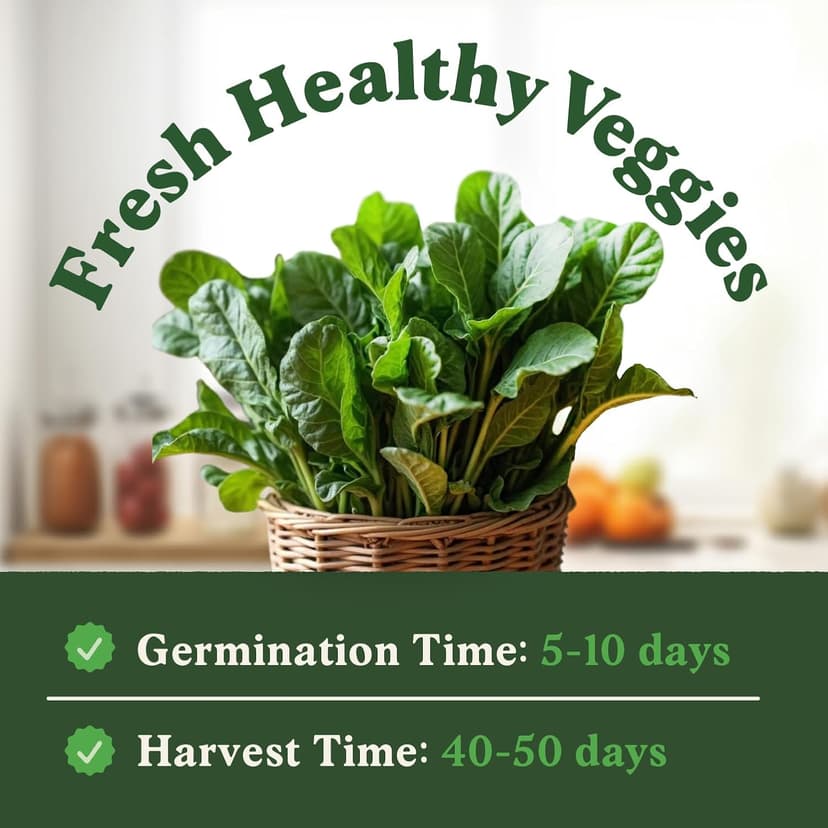 Organic Spinach Seeds for Indoor Gardening or Planting Outdoors, Non-GMO and USDA Certified Vegetable Seed Packets, 350 Seeds/4 Grams (Bloomsdale Spinach)