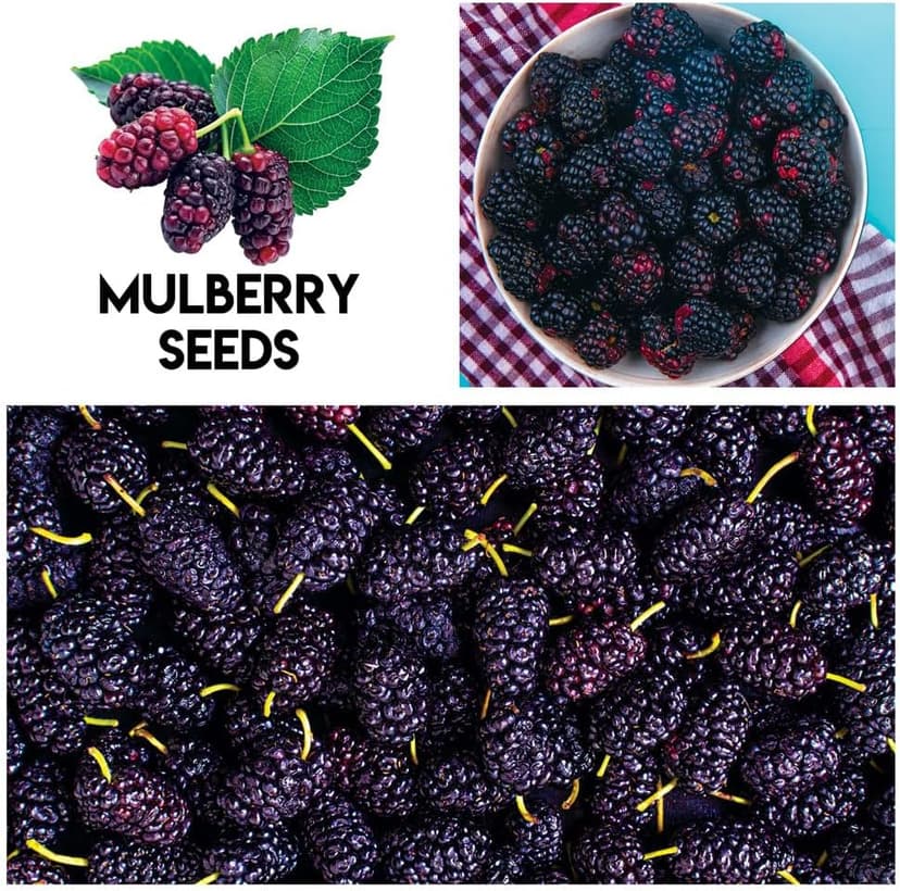 Fruit Garden Seeds Kit for Growing - Elderberry, Blueberry, Red Strawberry, White Strawberry, Raspberry, Mulberry. 100 Seeds of Each Fruit - Packaged Individually