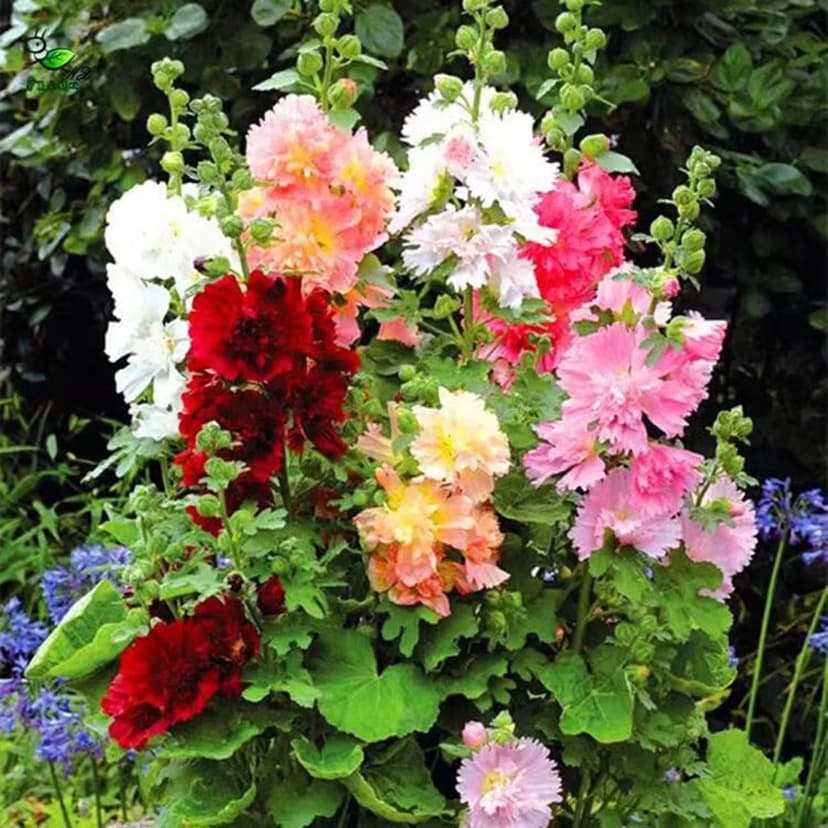 350+ Hollyhock Seeds Carnival Mix Giant Mallow Double Hollyhock Flowers Seed Perennial Outdoor Home Garden Flower