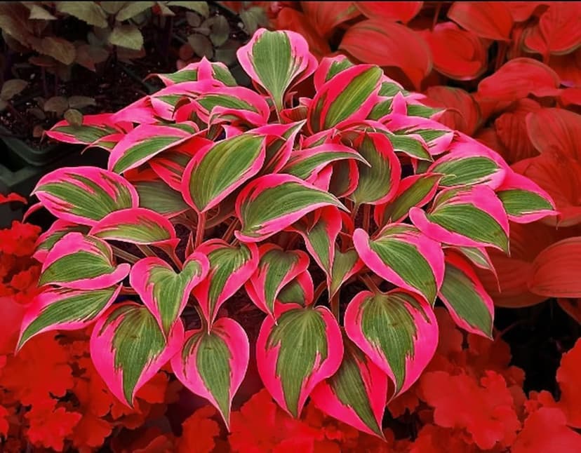 Mix 200+ Hosta Seeds (Shade-Tolerant Perennials) - Easy to Grow, Low Maintenance & High Ornamental Value for Gardens/Pots