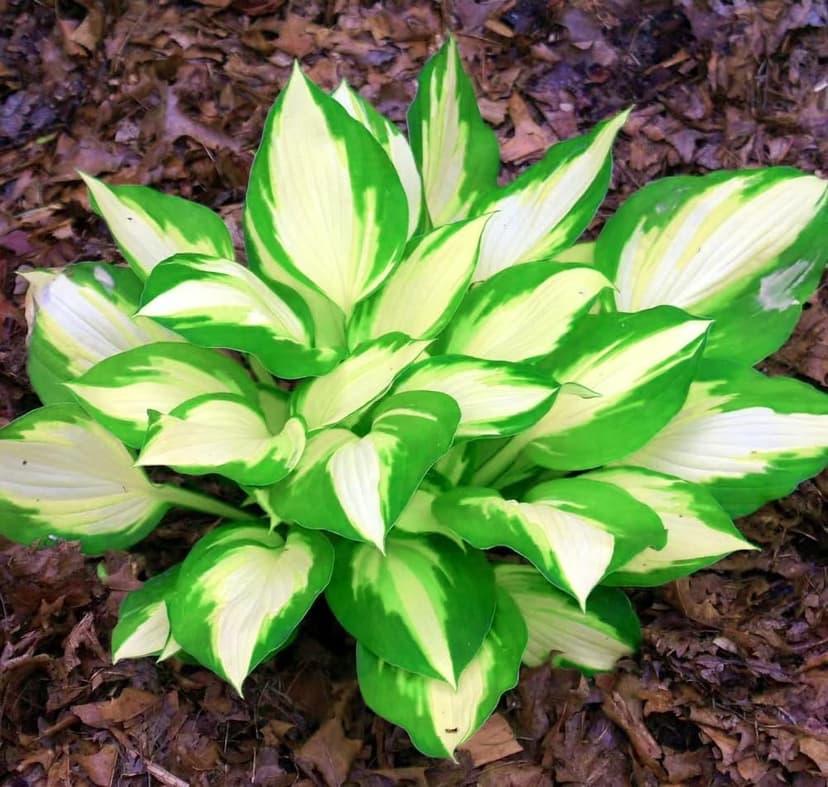 Mix 200+ Hosta Seeds (Shade-Tolerant Perennials) - Easy to Grow, Low Maintenance & High Ornamental Value for Gardens/Pots