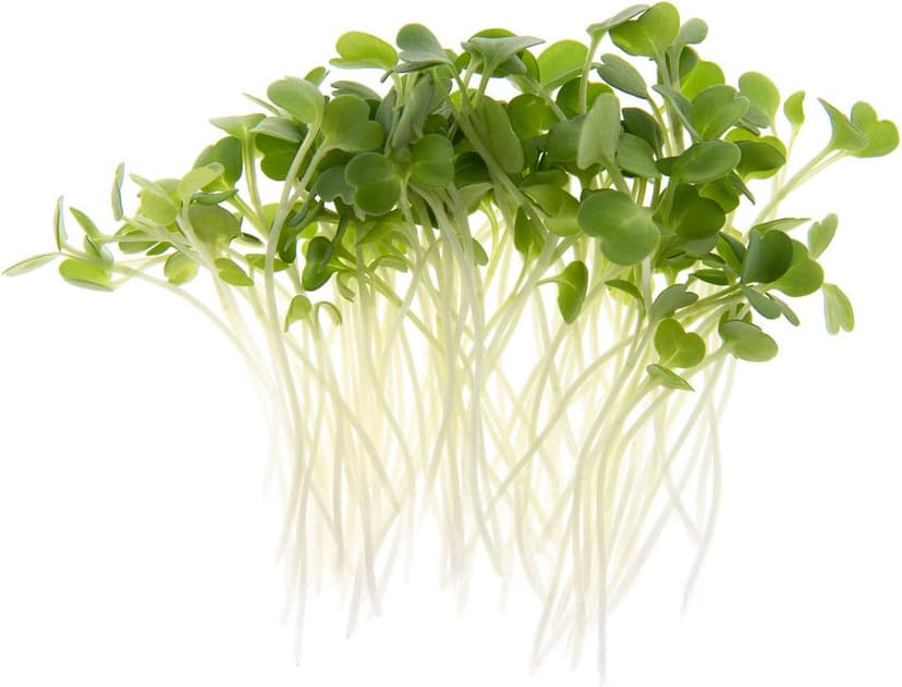 Arugula Microgreen Seeds Bulk 1 LB Resealable Bag | Spicy & Flavorful Greens | Non GMO Heirloom Seeds | Rocket Salad by Rainbow Heirloom Seed Co.