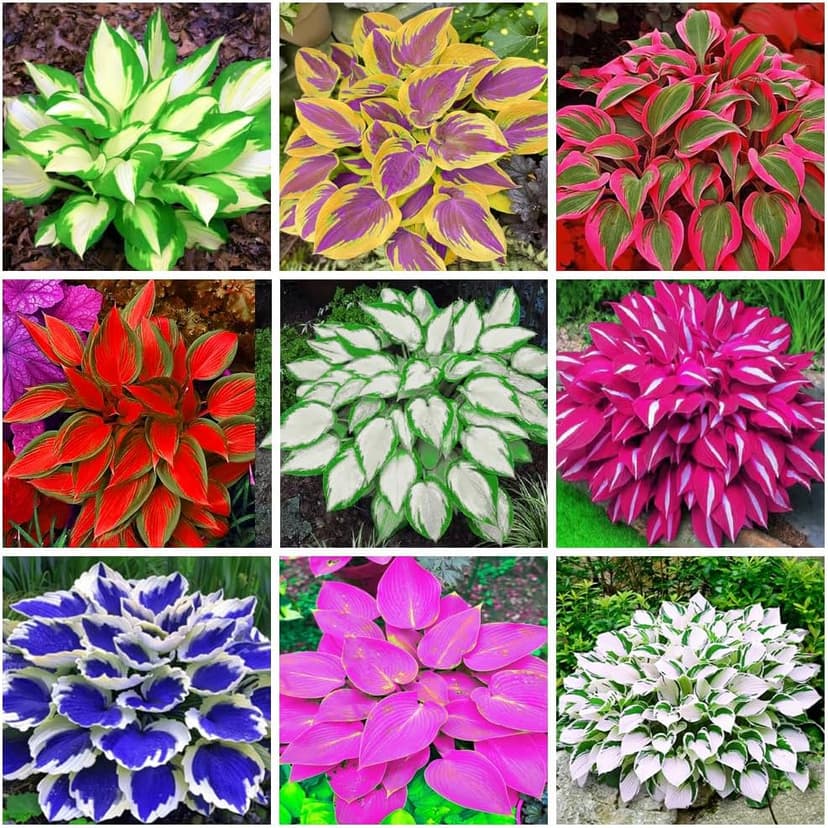 Mix 200+ Hosta Seeds (Shade-Tolerant Perennials) - Easy to Grow, Low Maintenance & High Ornamental Value for Gardens/Pots