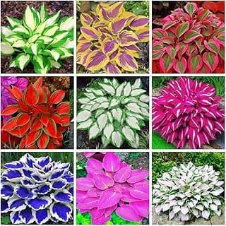 Mix 200+ Hosta Seeds (Shade-Tolerant Perennials) - Easy to Grow, Low Maintenance & High Ornamental Value for Gardens/Pots