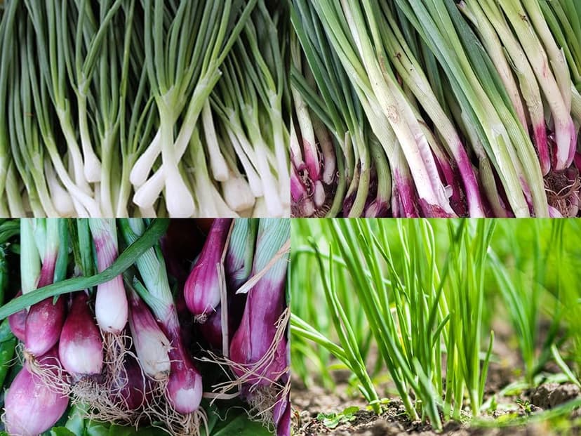 “Bunching Onion Mix” Bunching Onion Seeds – Fast-Growing Bunching Onions – Red, Long White, and Standard Green Onions in Each Pack - Harvest in 50 Days | USA Grown Heirloom Seeds By Liliana's Garden |