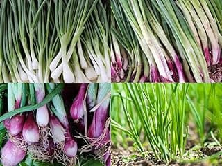 “Bunching Onion Mix” Bunching Onion Seeds – Fast-Growing Bunching Onions – Red, Long White, and Standard Green Onions in Each Pack - Harvest in 50 Days | USA Grown Heirloom Seeds By Liliana's Garden |