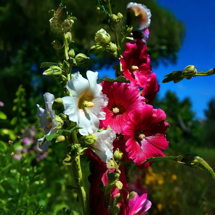 350+ Hollyhock Seeds Carnival Mix Giant Mallow Double Hollyhock Flowers Seed Perennial Outdoor Home Garden Flower