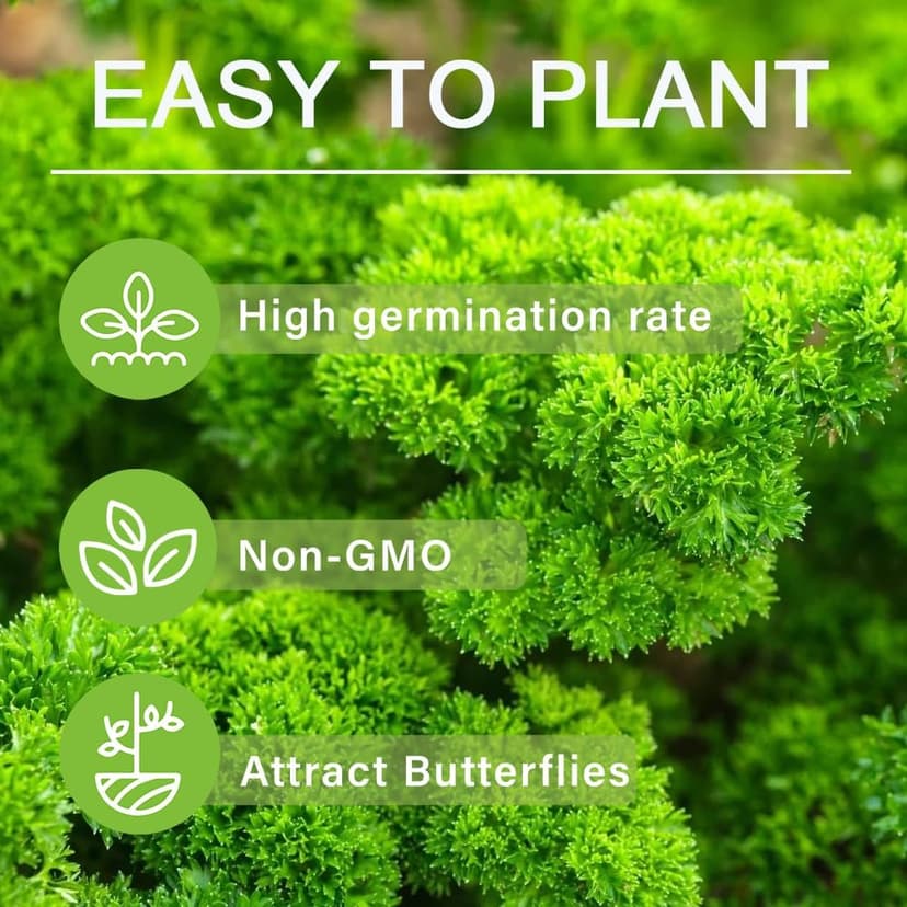 500+ Seed Sweet Parsley Triple Curled Heirloom Seed for Planting-Plant & Grow Sweet Parsley Triple Curled Vegetable in Your Home Non-GMO Garden Outdoor