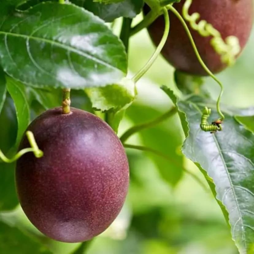 Passion Fruit Seeds for Planting - 20 Seeds Passion Seeds Passiflora Giant Granadilla Grow Your Own Plant Gardening Gift