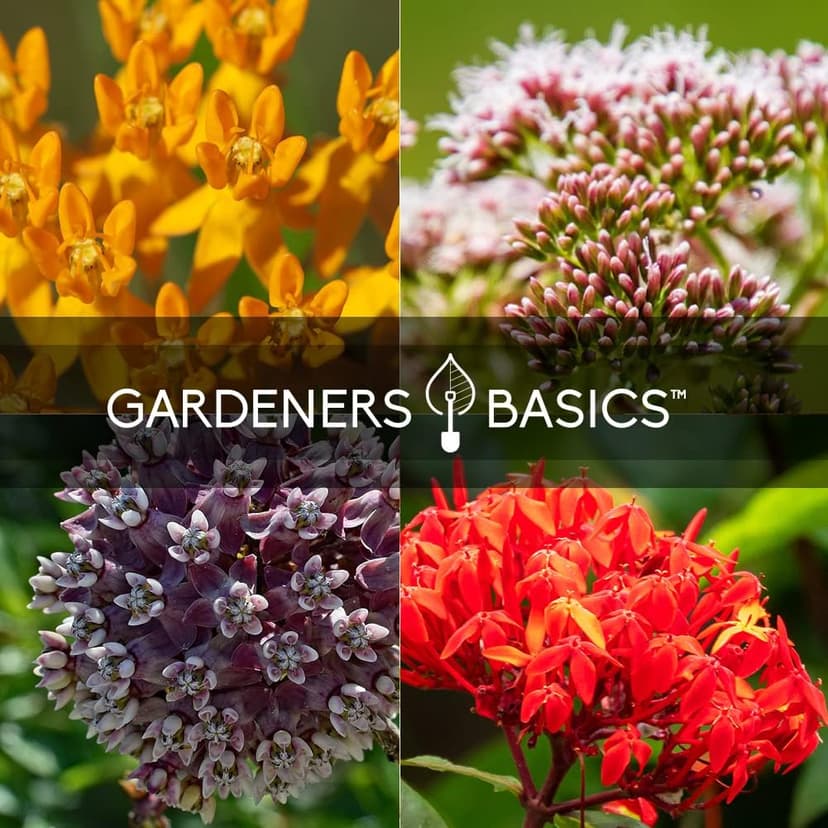 Gardeners Basics, Milkweed Seeds for Monarch Butterflies (4 Variety Pack) Common, Showy, Butterfly and Rose Varieties Attracts Butterflies, Bees and Pollinators Heirloom Flower Seeds Wildflower Seed