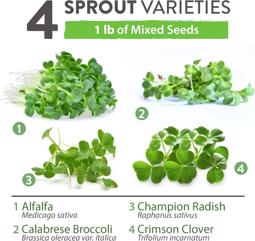 HOME GROWN Microgreens & Sprouts Salad Seeds Mix – 16oz Resealable Mylar Pack – Broccoli, Alfalfa, Radish, Clover – Heirloom 𝗡𝗢𝗡-𝗚𝗠𝗢 Seeds for Healthy Indoor Growing & Juicing