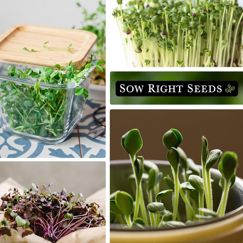 Sow Right Seeds - Microgreens Seed Sample Pack - 10 Packets of Healthy Superfoods to Sprout and Grow Indoors on Your Kitchen Counter - Broccoli, Cress, Sunflower, Arugula, Kale, Radish, Pea, and More