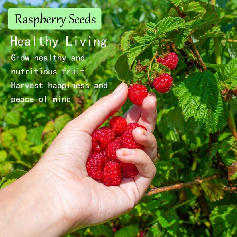 1200+ Mix Fruit Seeds, Berry Seeds - 6 Variety Non-GMO Heirloom Organic, Include Strawberry Seeds, Raspberry Seeds, Mulberry Seeds, Cranberry Seeds, Cherry Seeds, Blueberry Seeds