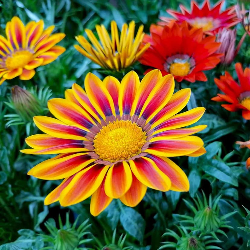300 Gazania Seeds Mix Heat & Drought Tolerant Garden Flower & Ground Cover Plants