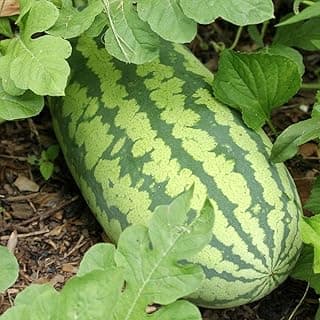 50 Congo Watermelon Seeds for Planting Heirloom and Non GMO 7 Grams of Seeds Garden Vegetable Bulk Survival Zones 3-12, green