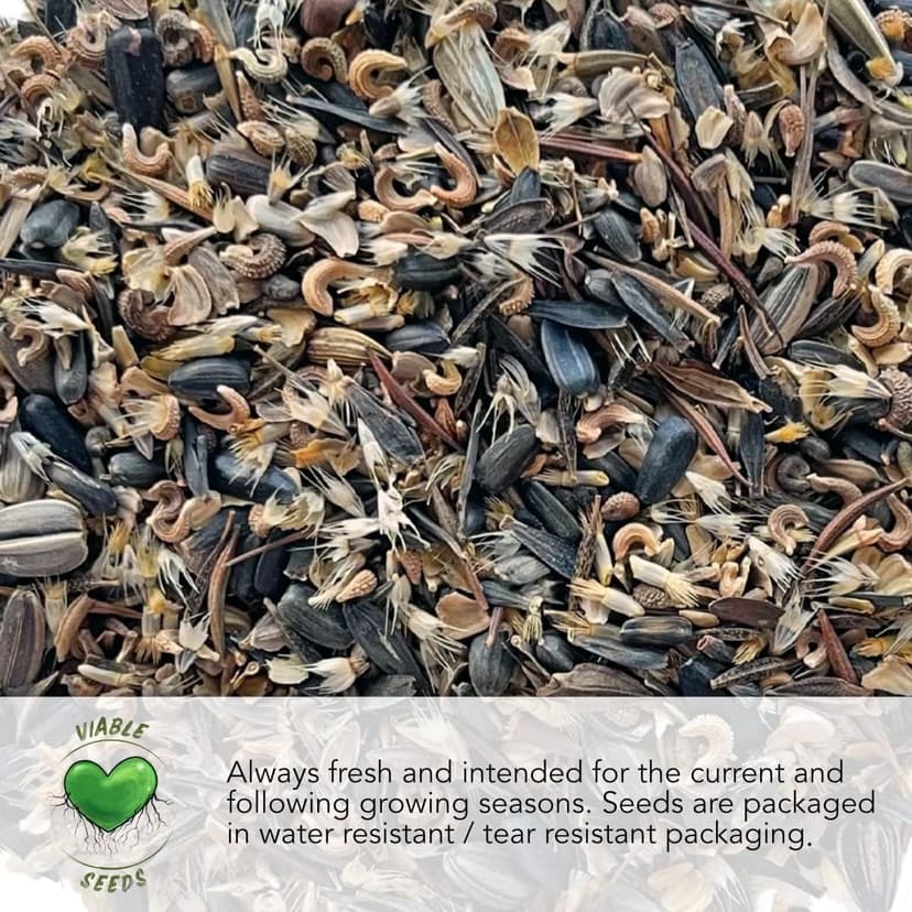 Seed Needs, Culinary Chives Seed Packet Collection (2 Individual Varieties of Chives Seeds for Planting) Non-GMO & Untreated - Includes Garlic Chives & Common Chives