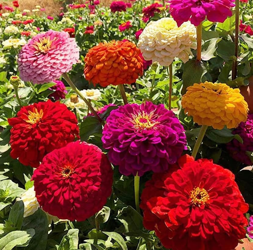 1200+ Crazy Blend Zinnia Seeds for Planting, Heat & Drought Tolerant, Zinnia Elegans Lilliput Seeds, Garden Cut Flower Mix, Non GMO, Untreated Mixed Color Zinnia Flowers