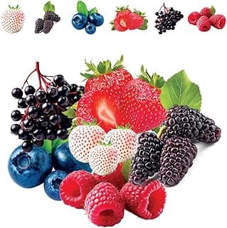 Fruit Garden Seeds Kit for Growing - Elderberry, Blueberry, Red Strawberry, White Strawberry, Raspberry, Mulberry. 100 Seeds of Each Fruit - Packaged Individually