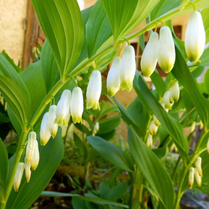 20+ Solomon's Seal Seeds Perennial Plant Bell-Shaped Flowers Garden Borders Outdoor