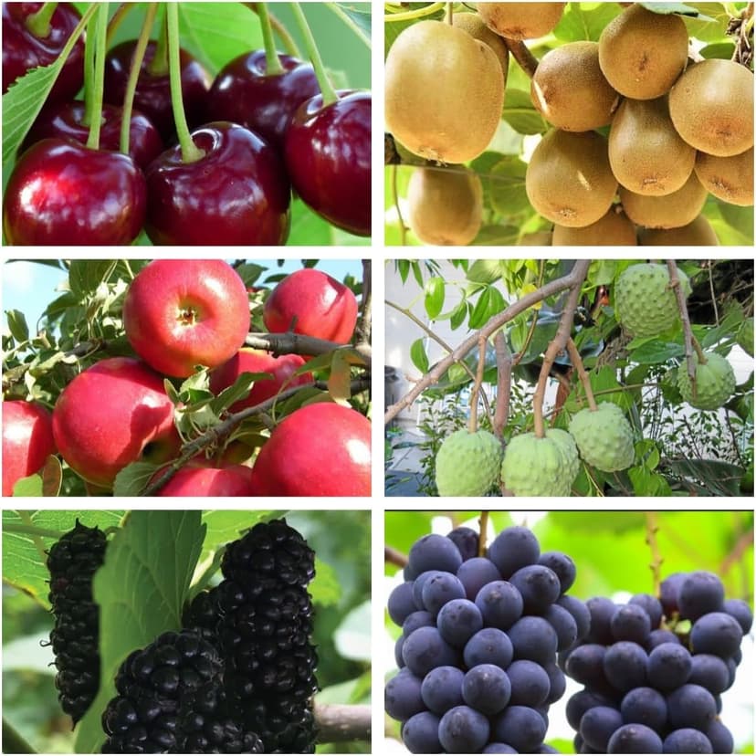 Mixed Fruit Seeds for Planting - 100 Grape 100 Apple 100 Kiwi 100 Cherimoya 10 Mulberry 20 Cherry - Fresh Fruit Seeds, Non GMO Seeds
