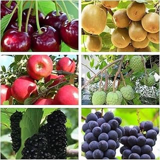 Mixed Fruit Seeds for Planting - 100 Grape 100 Apple 100 Kiwi 100 Cherimoya 10 Mulberry 20 Cherry - Fresh Fruit Seeds, Non GMO Seeds