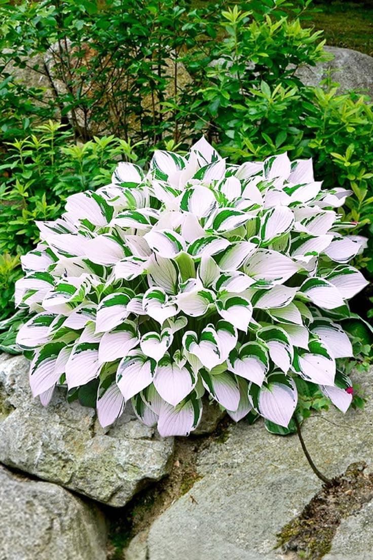 Mix 200+ Hosta Seeds (Shade-Tolerant Perennials) - Easy to Grow, Low Maintenance & High Ornamental Value for Gardens/Pots