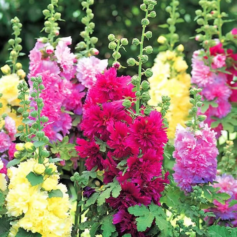 350+ Hollyhock Seeds Carnival Mix Giant Mallow Double Hollyhock Flowers Seed Perennial Outdoor Home Garden Flower