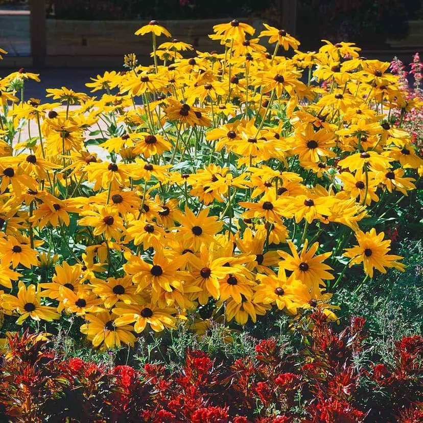 Outsidepride Indian Summer Gloriosa Daisy Seeds – 200 Pcs Perennial Rapid Growing, Heat & Drought Tolerant Rudbeckia Hirta Daisy Flower Seeds for Vibrant Meadows & Garden Borders (AAS Winner)