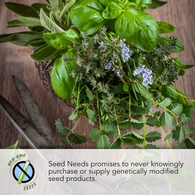Seed Needs, Culinary Chives Seed Packet Collection (2 Individual Varieties of Chives Seeds for Planting) Non-GMO & Untreated - Includes Garlic Chives & Common Chives