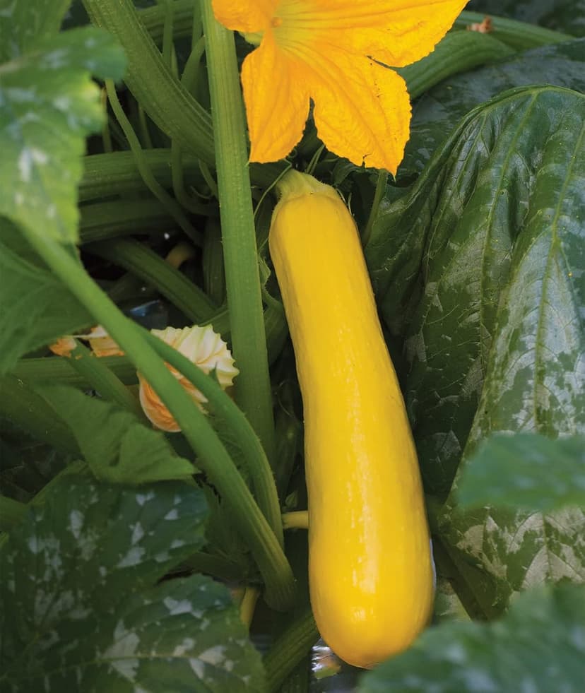Burpee Butterstick Zucchini Summer Squash Seeds 25 seeds