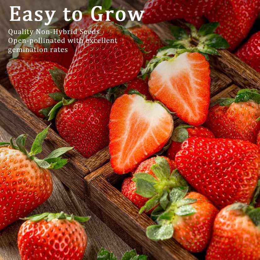 1200+ Mix Fruit Seeds, Berry Seeds - 6 Variety Non-GMO Heirloom Organic, Include Strawberry Seeds, Raspberry Seeds, Mulberry Seeds, Cranberry Seeds, Cherry Seeds, Blueberry Seeds