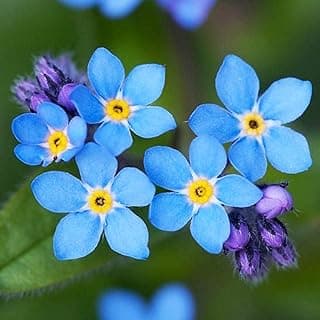 UtopiaSeeds Forget Me Not Seeds - Approximately 5000 Seeds - Shade Tolerant Ground Cover