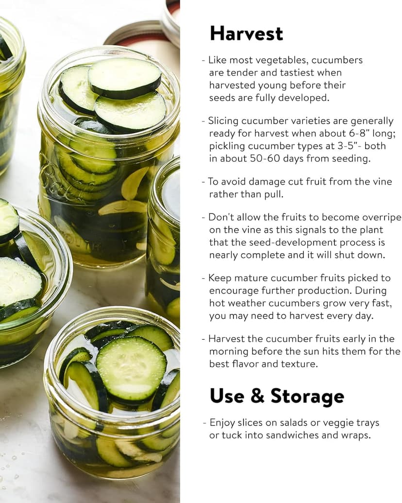 Burpee 'Straight Eight' Slicing Cucumber Seeds, 200 Non-GMO seeds, Heirloom