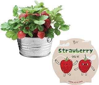 The 10 best kids gardening seeds of 2025