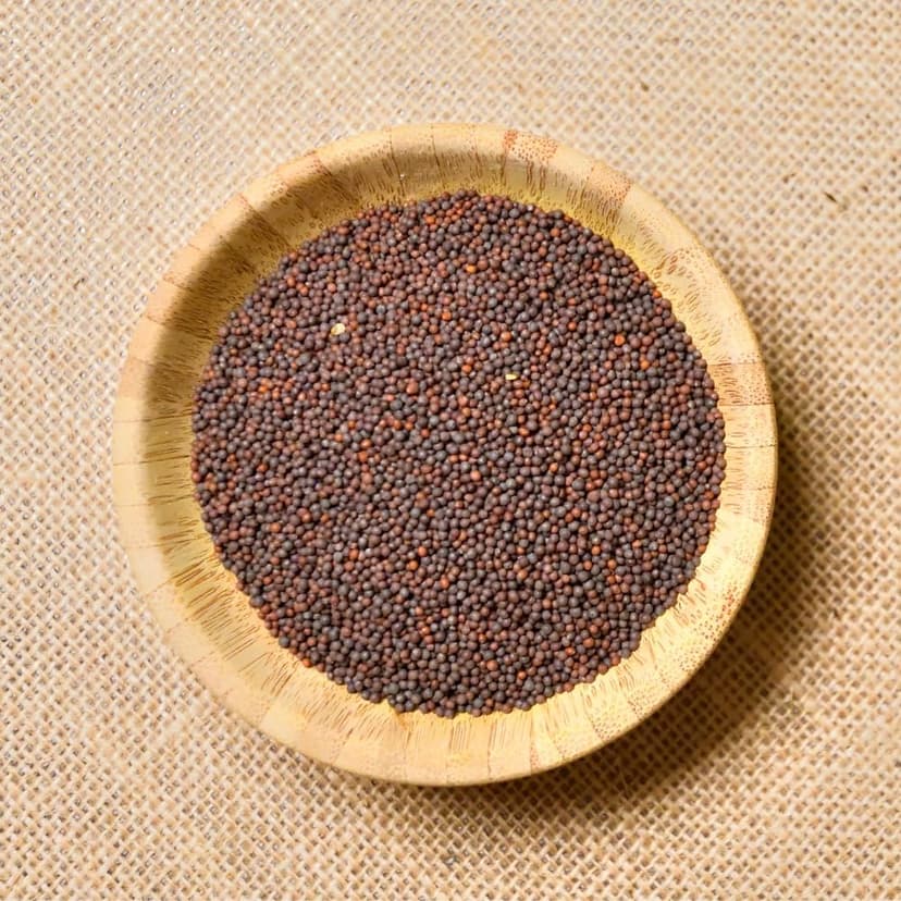 1500 Florida Broadleaf Mustard Seeds for Planting | Fast Growing | Heat and Cold Tolerant | Non-GMO | Heirloom Garden Seed - Cải bẹ xanh - Small GAI Choi