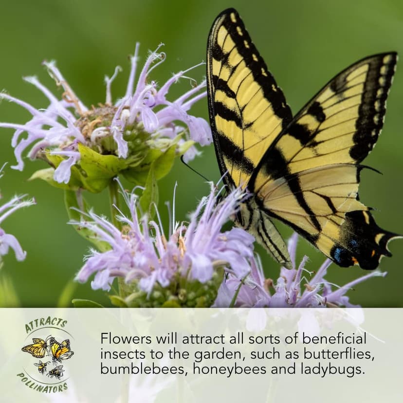 Seed Needs Pollinator Seed Mix Honey Bee Blend Wildflowers | Bulk 1 Ounce 12,500+ Heirloom Seeds 20 Pollinator Friendly Flower Varieties | Help Save the Bees Produces Colorful Blooms | Open Pollinated