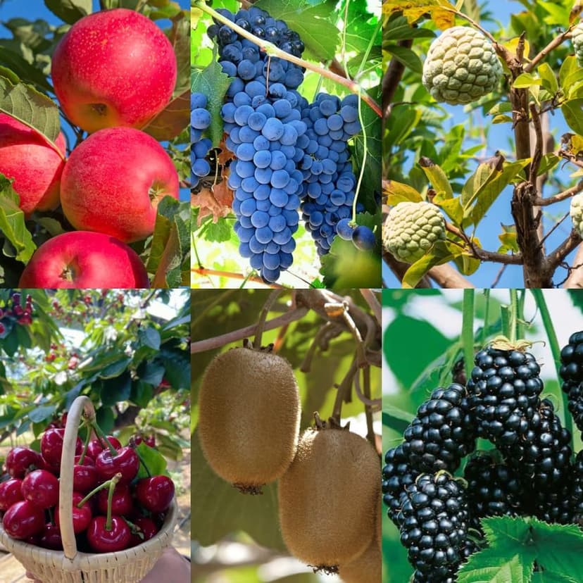 6 Types Mix Fruit Seeds for Planting Outdoor-100 Grape &100 Apple & 100 Kiwi & 10 Cherimoya &10 Mulberry & 20 Cherry Seeds Non-GMO Heirloom Fruit Seeds Sweet and Delicious